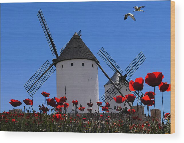 Windmill
Stork
Popeye
Spain
Don Quixote
La Mancha
Landscape
Street Wood Print featuring the photograph In The Country Of Don Quixote by Giorgio Pizzocaro