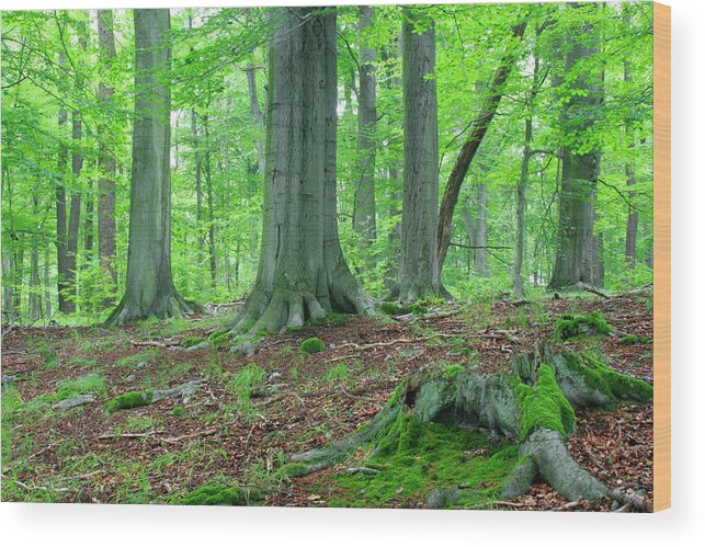 Beech Tree Wood Print featuring the photograph In The Forest by Avtg