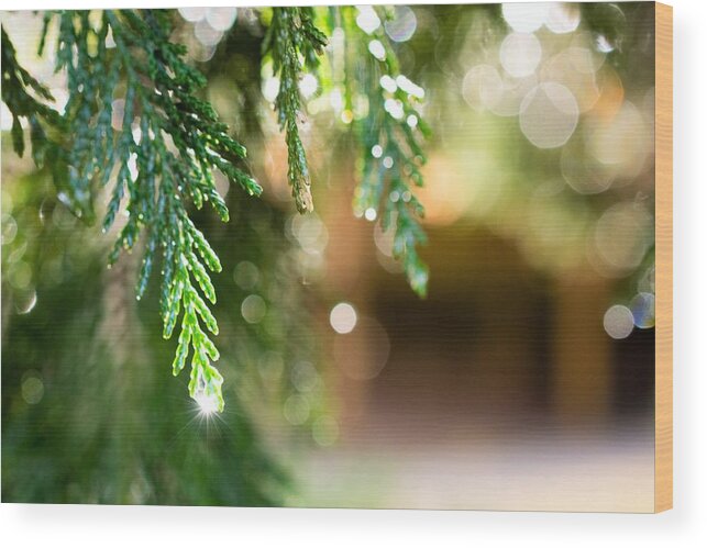 Pine Needles Wood Print featuring the photograph In the Pines After the Rain by Mary Ann Artz