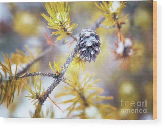 Pine Tree Wood Print featuring the photograph In the Pines by Becqi Sherman