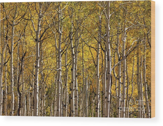 Colorado Wood Print featuring the photograph In The Thick Of Aspen by Doug Sturgess