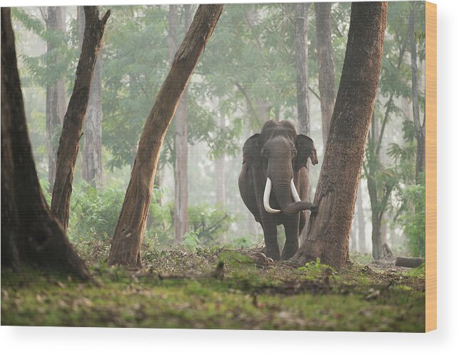 Animal Themes Wood Print featuring the photograph Indian Elephant by Sachin Vijayan Photography