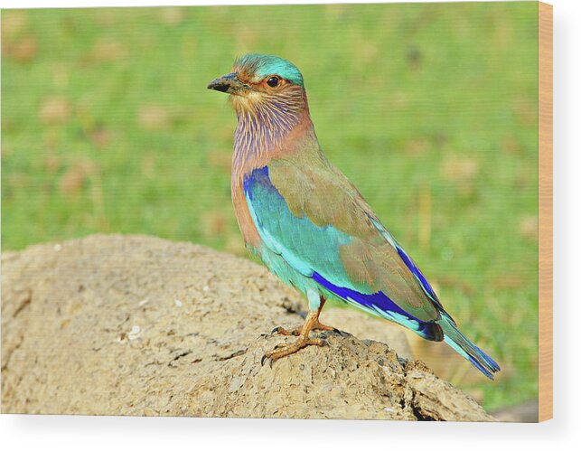 Blue Jay Wood Print featuring the photograph Indian Roller by Copyright@jgovindaraj