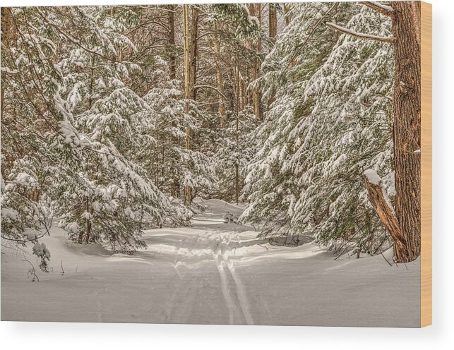 Pine Wood Print featuring the photograph Into the Forest by Rod Best