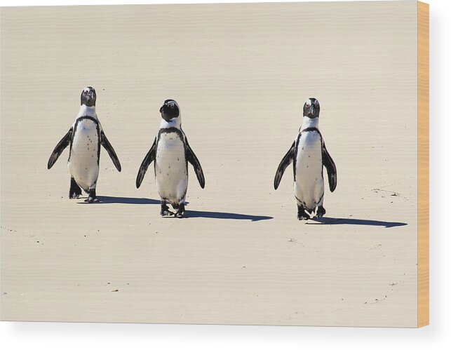 Three Animals Wood Print featuring the photograph Jackass Penguin by Tier Und Naturfotografie J Und C Sohns