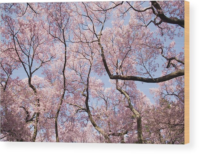 Viewpoint Wood Print featuring the photograph Japan, Nagano, Cherry Tree Blossoming by Akira Kaede