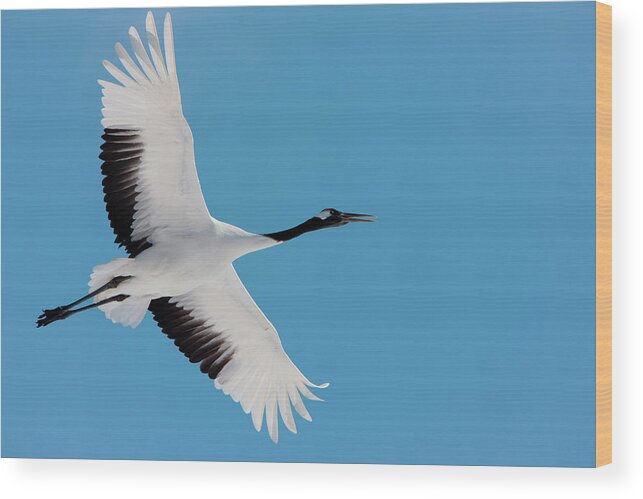 Hokkaido Wood Print featuring the photograph Japanese Crane, Hokkaido, Japan by Mint Images/ Art Wolfe