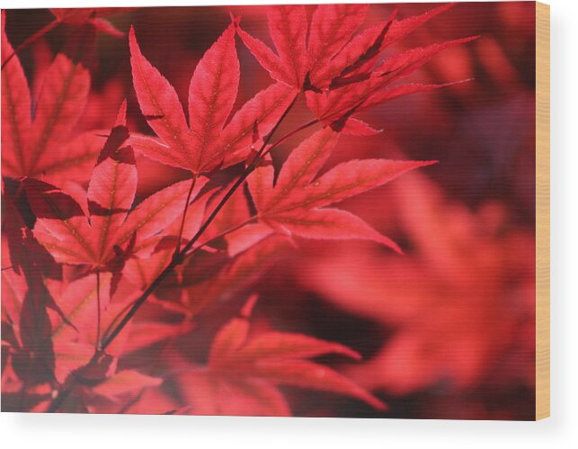 Japanese Maple Wood Print featuring the photograph Japanese Maple Leaves in Sangria Red by Colleen Cornelius