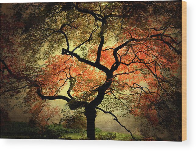 Tree Wood Print featuring the photograph Japanise by Philippe Sainte-Laudy