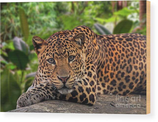 Javan Leopard Wood Print featuring the photograph Javan Leopard in Rainforest by Arterra Picture Library