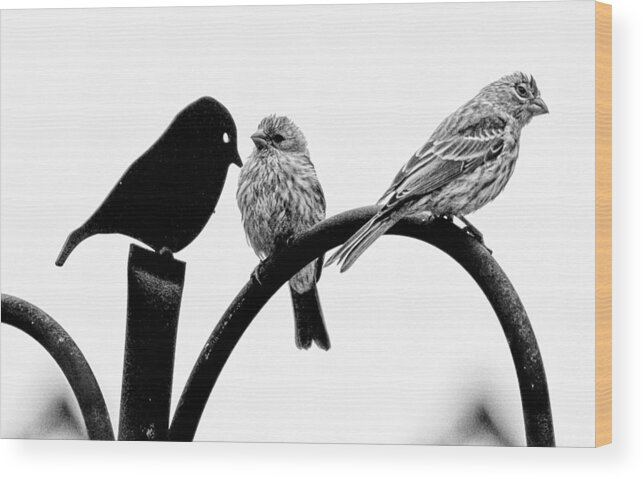 Birds Wood Print featuring the photograph Jealousy by Briana K