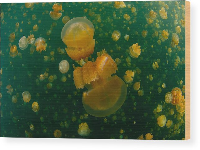  Wood Print featuring the photograph Jellyfish World by Ryan Y Lin