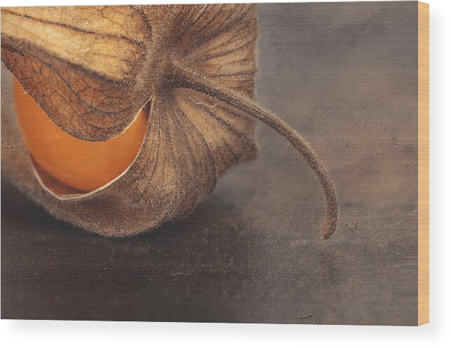 Physalis Wood Print featuring the photograph Jew's Cherry ... by Jackie Matthews