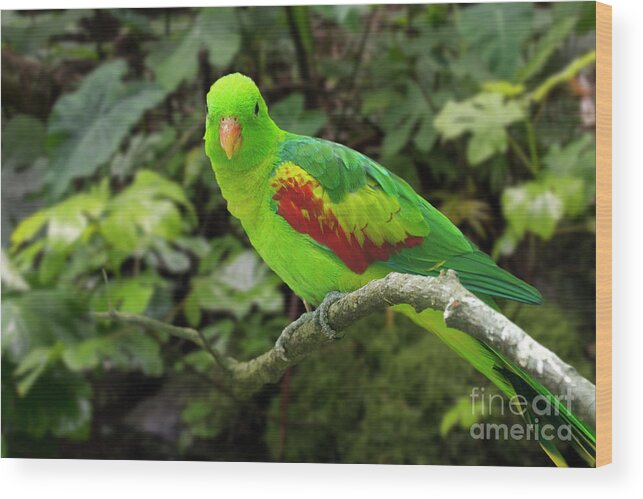 Jonquil Parrot Wood Print featuring the photograph Jonquil Parrot by Arterra Picture Library