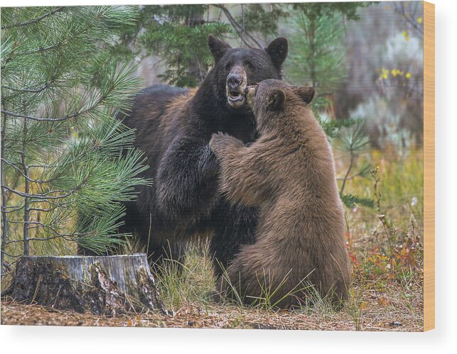Bears Wood Print featuring the photograph Jt4_8235 by John T Humphrey