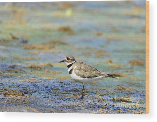 Natural Lake Wood Print featuring the photograph Killdeer Standing on Drained Lake by Ilene Hoffman