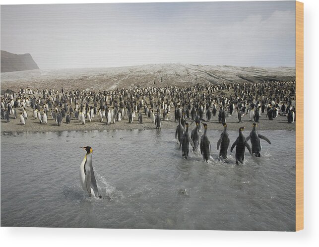 South Georgia Island Wood Print featuring the photograph King Penguin Aptenodytes Patagonicus by Paul Souders
