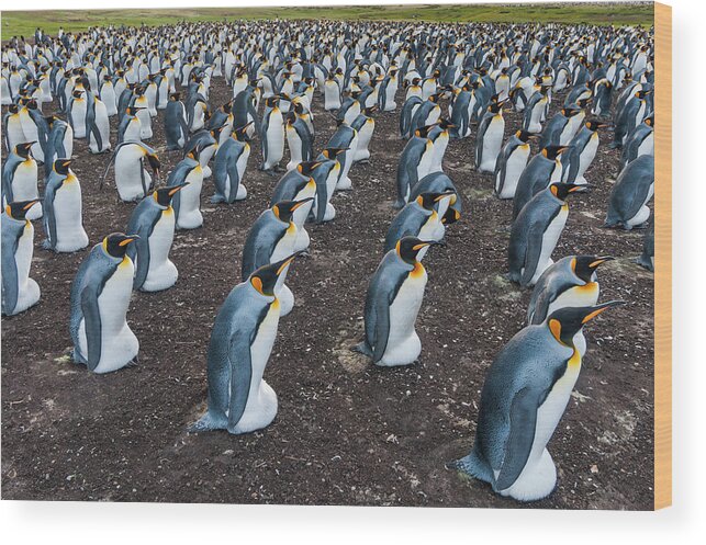 Animal Wood Print featuring the photograph King Penguin Rookery, Falklands by Tui De Roy