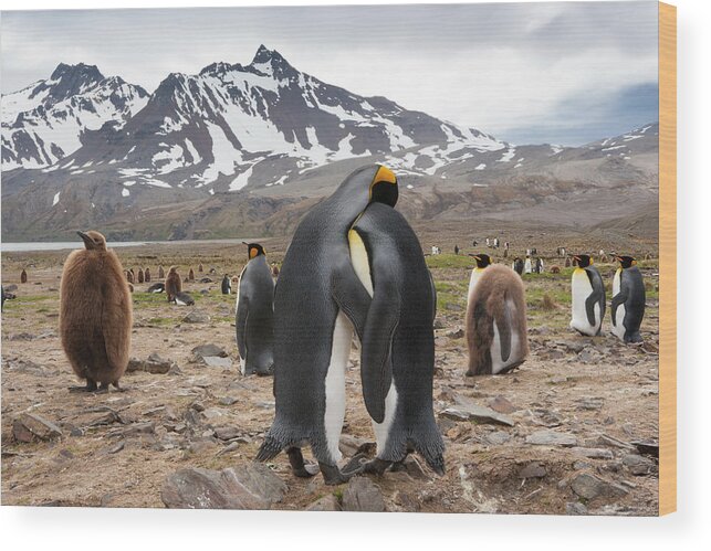 Vertebrate Wood Print featuring the photograph King Penguins, Aptenodytes Patagonicus by Mint Images - Art Wolfe