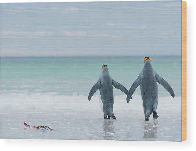 Animal Wood Print featuring the photograph King Penguins Entering The Sea by Tui De Roy
