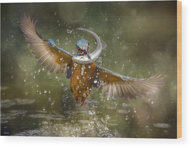 Kingfisher Wood Print featuring the photograph Kingfisher by Alberto Ghizzi Panizza