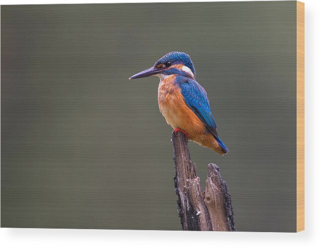 Kingfischer Wood Print featuring the photograph Kingfisher Perching On Branch 1 by Bjoern Alicke
