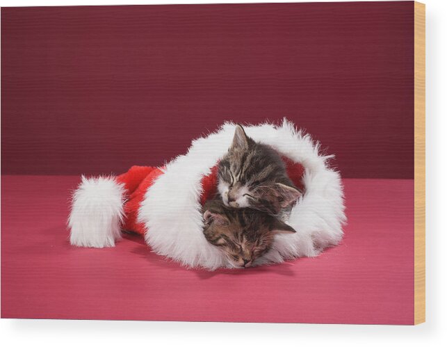 Pets Wood Print featuring the photograph Kittens Asleep Together In Christmas Hat by Martin Poole