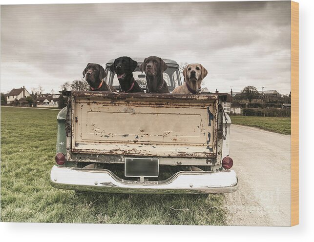 Gundogs Wood Print featuring the photograph Labradors In A Vintage Truck by Claire Norman