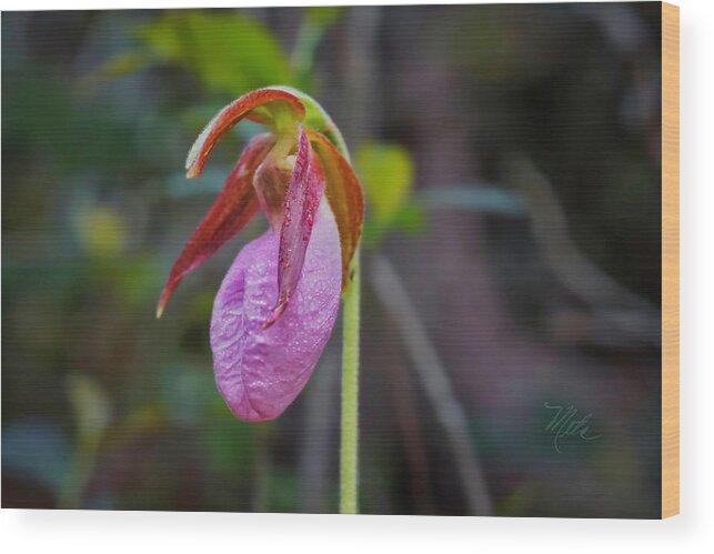 Macro Photography Wood Print featuring the photograph Lady Slipper Orchid by Meta Gatschenberger