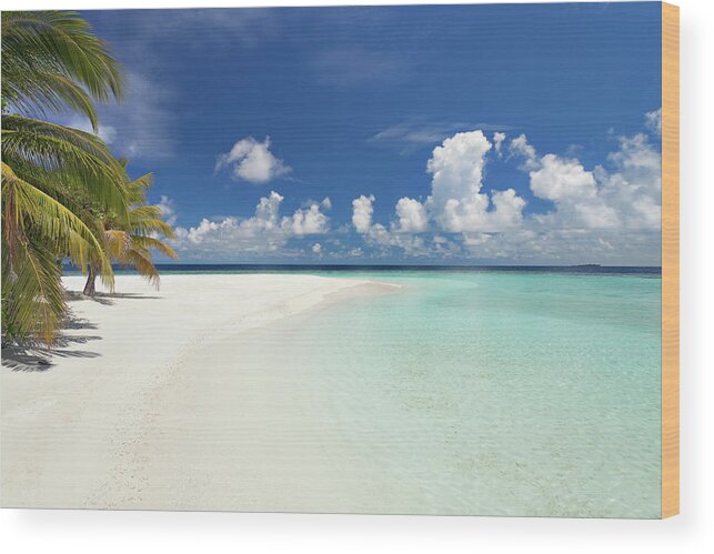 Landscape Wood Print featuring the photograph Lagoon Beach Palmtree by Amriphoto
