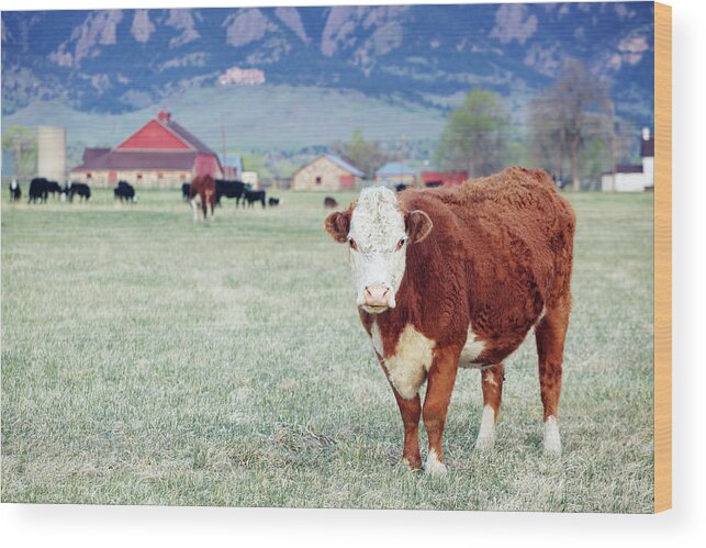 Scenics Wood Print featuring the photograph Large Brown And White Cow In Field With by Beklaus