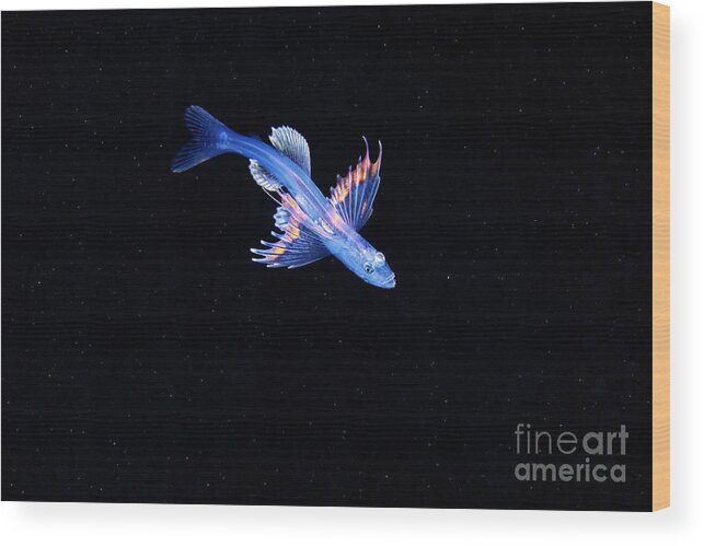 Animal Wood Print featuring the photograph Larval Stage Of A Fish by Alexander Semenov/science Photo Library