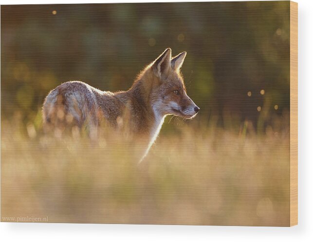 Red Fox Wood Print featuring the photograph Last Light Fox by Pim Leijen