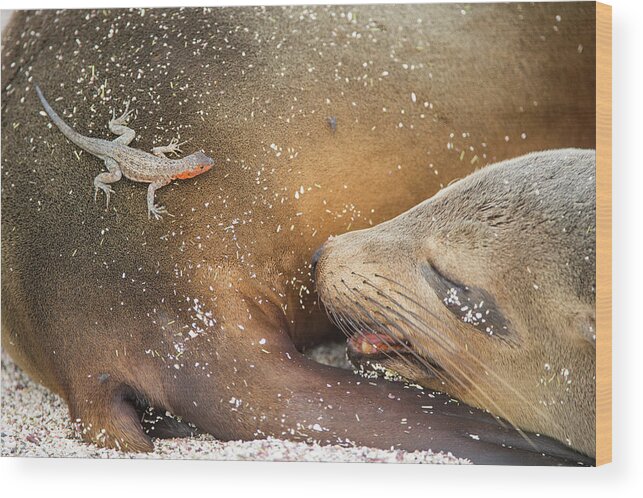 Animal Wood Print featuring the photograph Lava Lizard On Galapagos Sea Lion by Tui De Roy