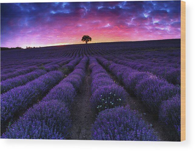 Afterglow Wood Print featuring the photograph Lavender Dreams by Evgeni Dinev