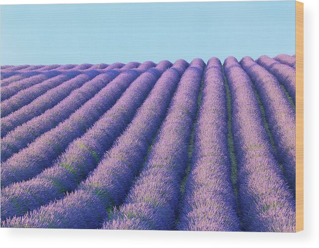 In A Row Wood Print featuring the photograph Lavender Field by Cornelia Doerr