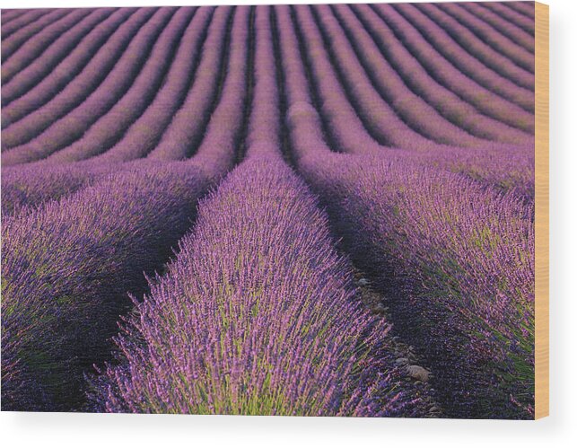 In A Row Wood Print featuring the photograph Lavender Field by Martin Ruegner