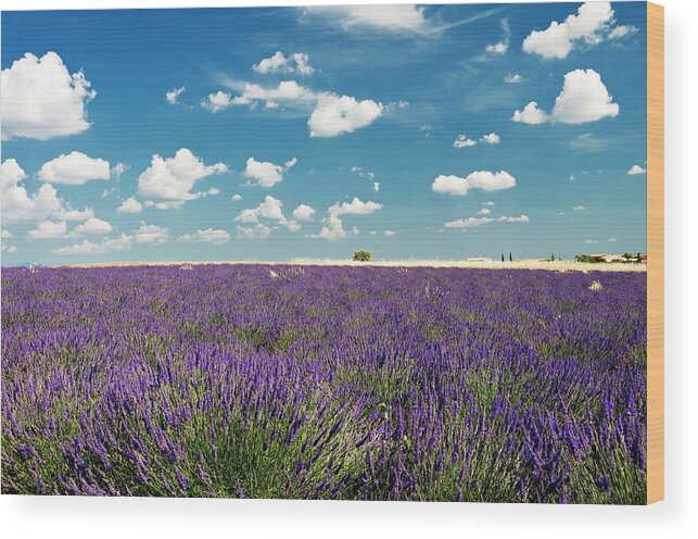 Purple Wood Print featuring the photograph Lavender Field by Paul Biris