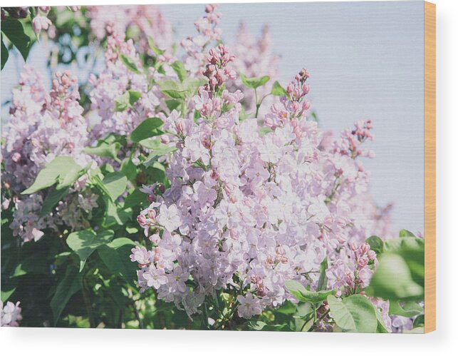 Scenics Wood Print featuring the photograph Lavender Lilacs In Spring by Sasha Weleber