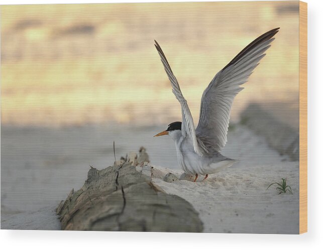 Least Tern Wood Print featuring the photograph Least Tern Landing by Susan Rissi Tregoning