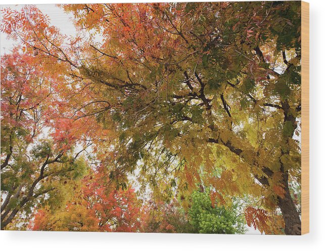 Orange Color Wood Print featuring the photograph Leaves Of Trees Changing Colors With by Setareh Vatan / Design Pics