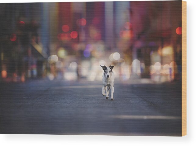 Animals Wood Print featuring the photograph Leaving Las Vegas... by Heike Willers