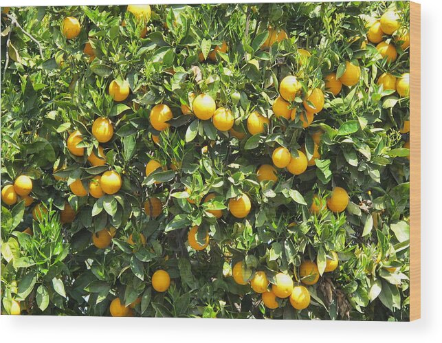 Lemons Wood Print featuring the photograph Lemon Tree by Laura Smith