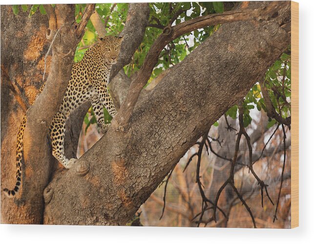 Botswana Wood Print featuring the photograph Leopard, Okavango Delta, Botswana by Mint Images - Art Wolfe