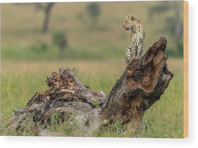 Wild Wood Print featuring the photograph Leopard - Serengeti, Tanzania by Giuseppe Damico