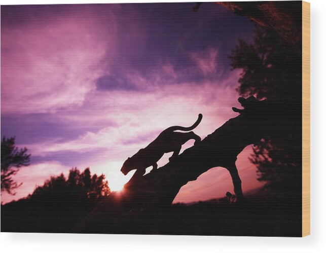 Big Cat Wood Print featuring the photograph Leopard Silhouette by Aydinmutlu