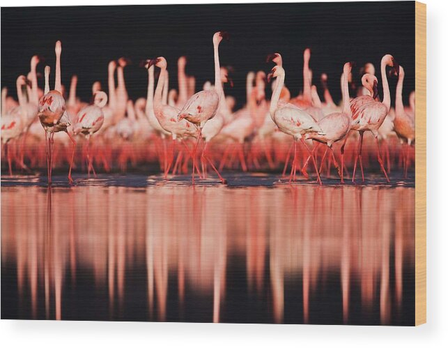 Kenya Wood Print featuring the photograph Lesser Flamingos Phoenicopterus Ruber by Jami Tarris