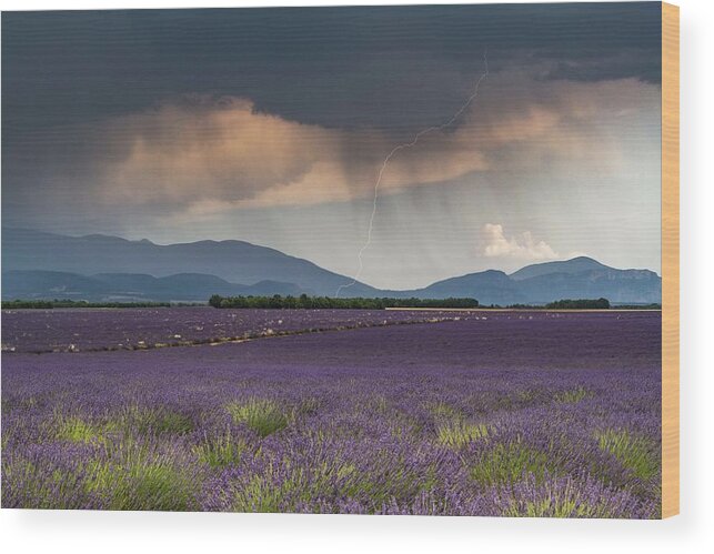 Lavender Fields Wood Print featuring the photograph Lightning over Lavender Field by Rob Hemphill