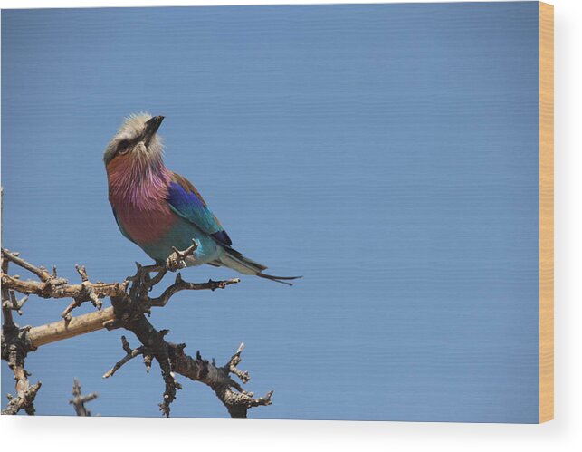 Safari Wood Print featuring the photograph Lilac Breaseted Roller by Pat Moore