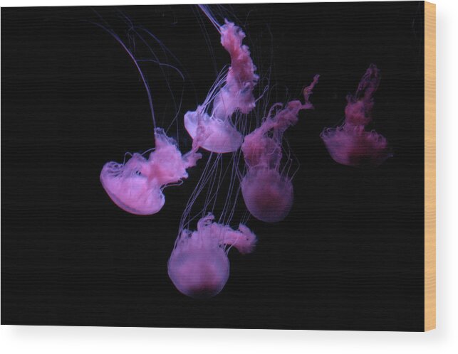 Underwater Wood Print featuring the photograph Lilac Jelly-fish by Win-initiative/neleman